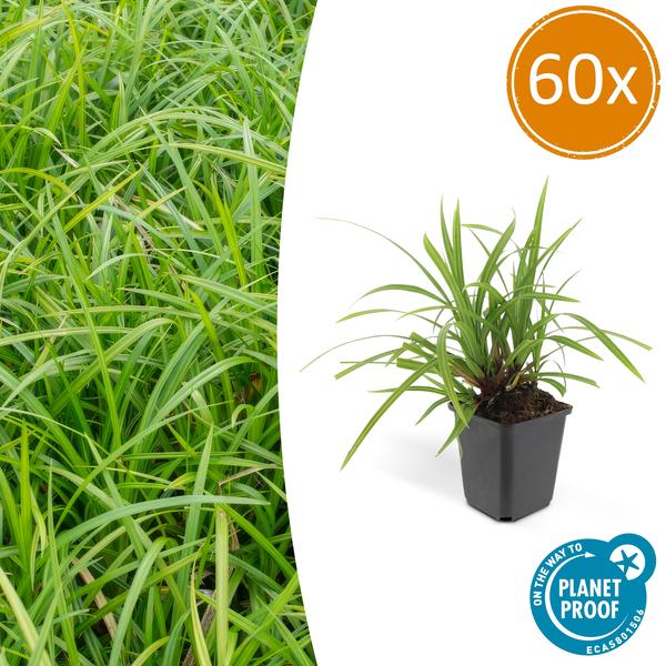 60x Carex morrowii 'Irish Green' - ↕10-25cm - Ø9cm