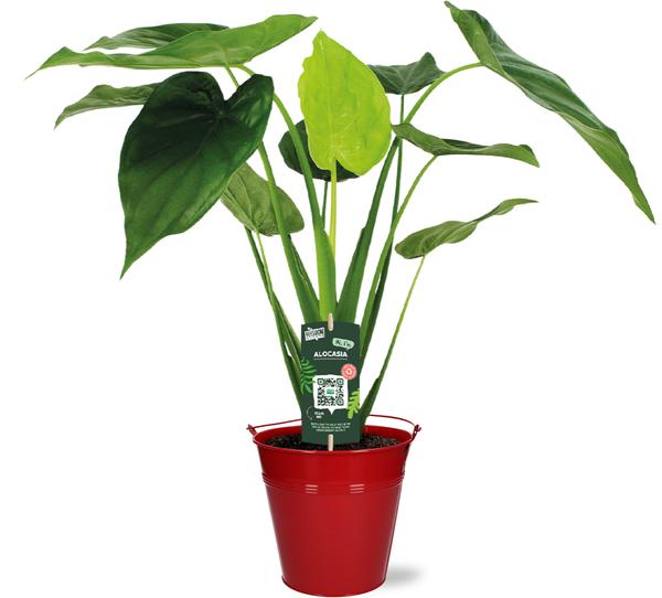 Alocasia Cucullata - Ø19cm - ↕55cm + Emmer D20x18,5cm - Rood