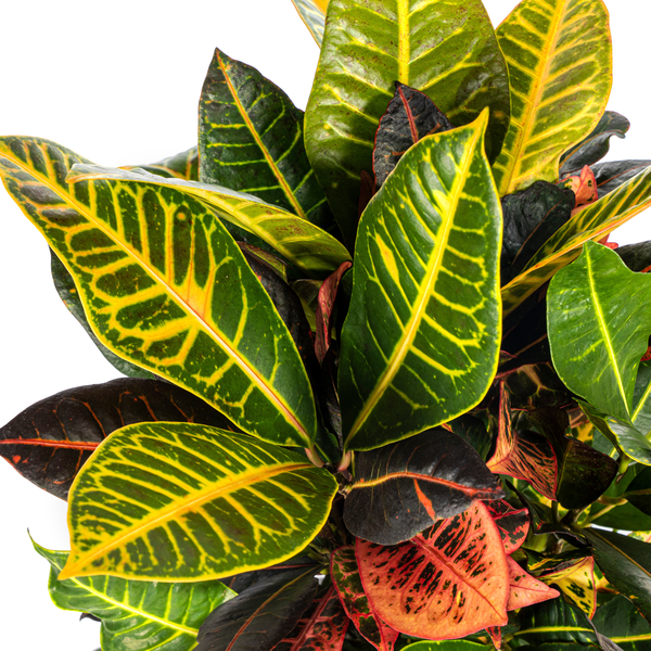 Codiaeum 'Croton' Petra Ø17cm - ↕40 - 60cm