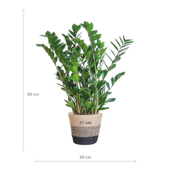 Zamioculcas Zamiifolia met Mand Lissabon zwart - 80cm - Ø21