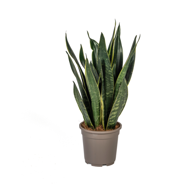 Sansevieria Trifasciata Futura Black Ø17cm - ↕45 - 55cm