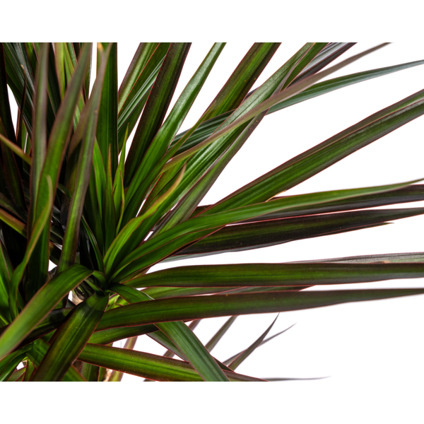 Dracaena Marginata Magenta Ø17cm - ↕50 - 70cm