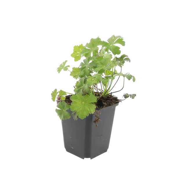 Geranium cant. 'Biokovo' - ↕10-25cm - Ø9cm  - 6x