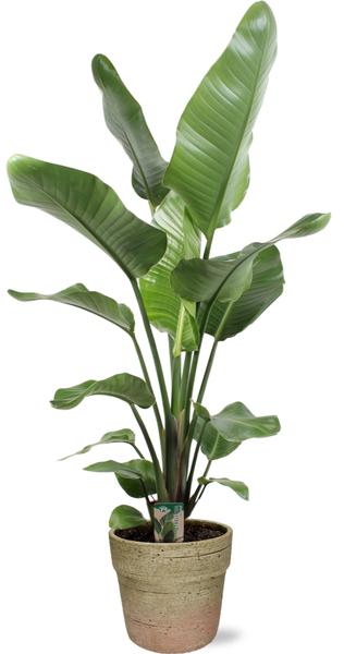 Strelitzia Nicolai - Ø21cm - ↕100cm + Invorno Pot D22,5x21cm - Naturel