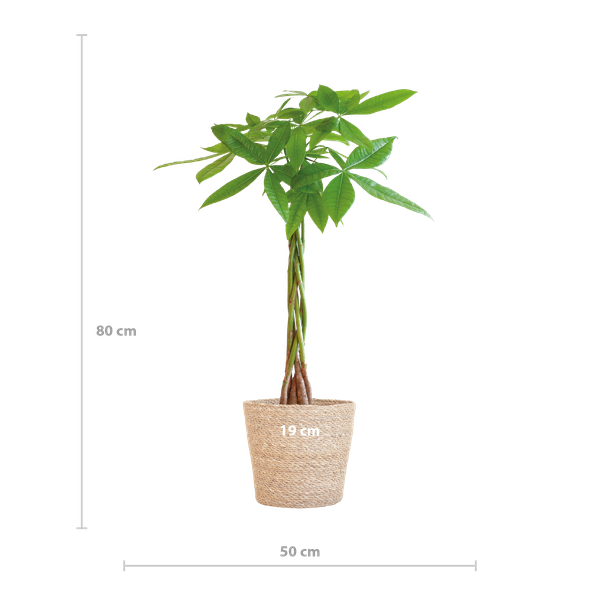 Pachira Aquatica met Sofia mand naturel - 80cm - Ø21