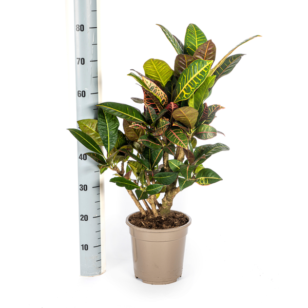 Codiaeum 'Croton' Petra Ø21cm - ↕60 - 80cm