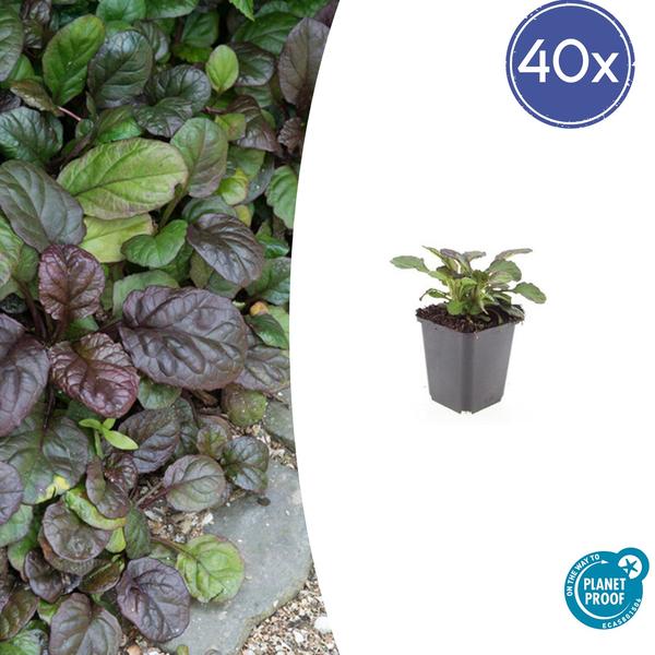 40x Ajuga reptans 'Catlin's Giant' - ↕10-25cm - Ø9cm