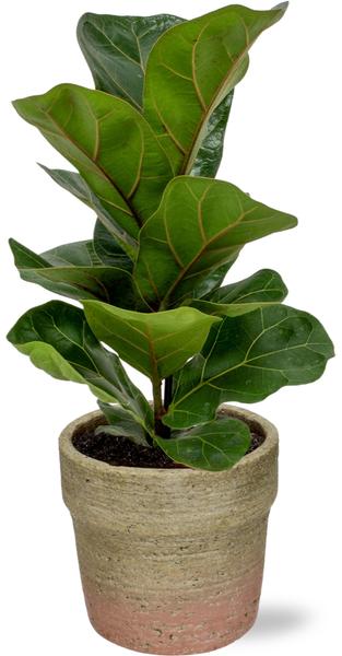 Ficus Lyrata - Ø12cm - ↕30cm - Ø12cm - ↕30cm + Invorno Pot D13,5x12,5cm - Naturel