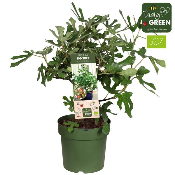 Ficus Carica 'Little Miss Figgy' Bio - Vijg - Ø23cm - ↕50cm