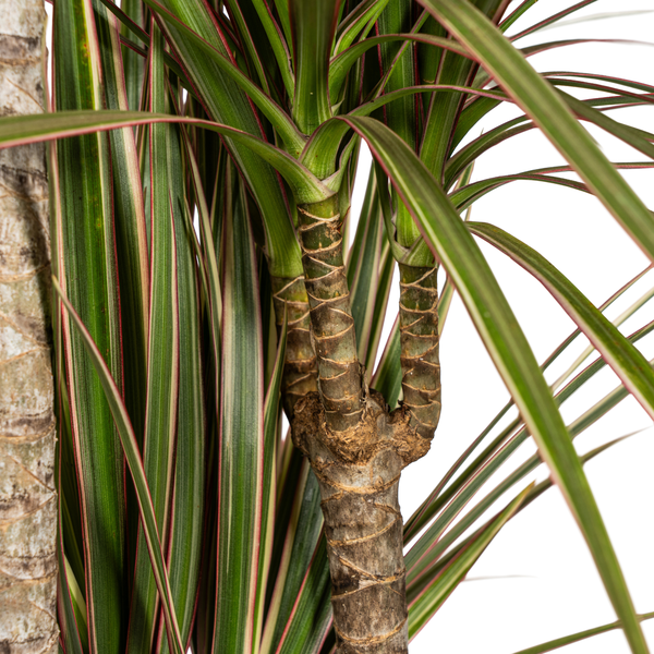 Dracaena Marginata Bicolor Ø21cm - ↕110 - 130cm