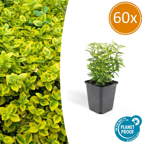 60x Euonymus fort. 'Emerald 'n Gold’ - ↕10-25cm - Ø9cm