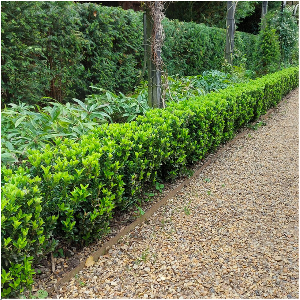 48 x Euonymus 'Green Spire' - 48 x Ø 7 cm - ↨ 15 cm