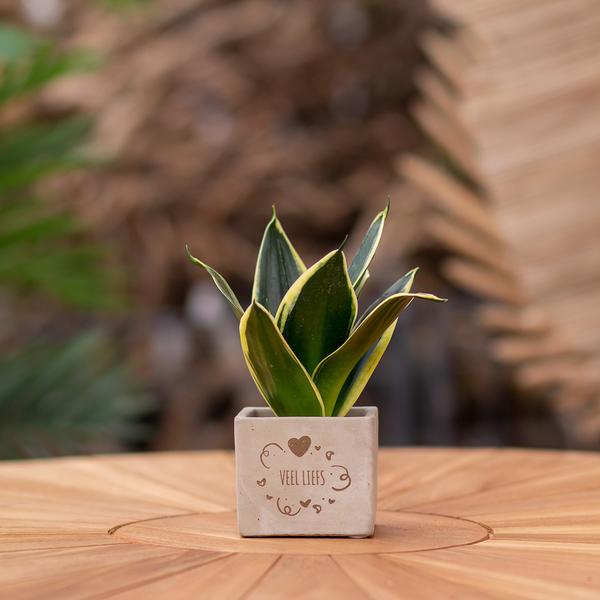 Congreet plantpots + Sansevieria | Veel liefs