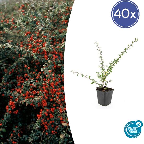 40x Cotoneaster suec. 'Coral Beauty' - ↕10-25cm - Ø9cm