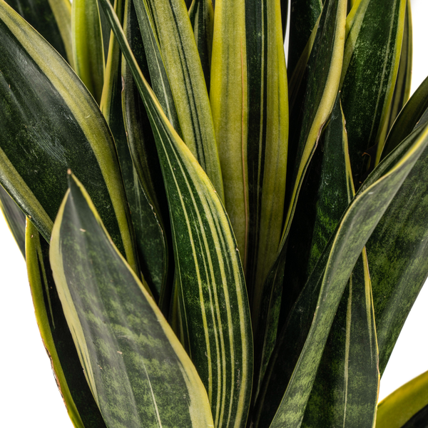 Sansevieria Trifasciata Canary Ø17cm - ↕45 - 55cm