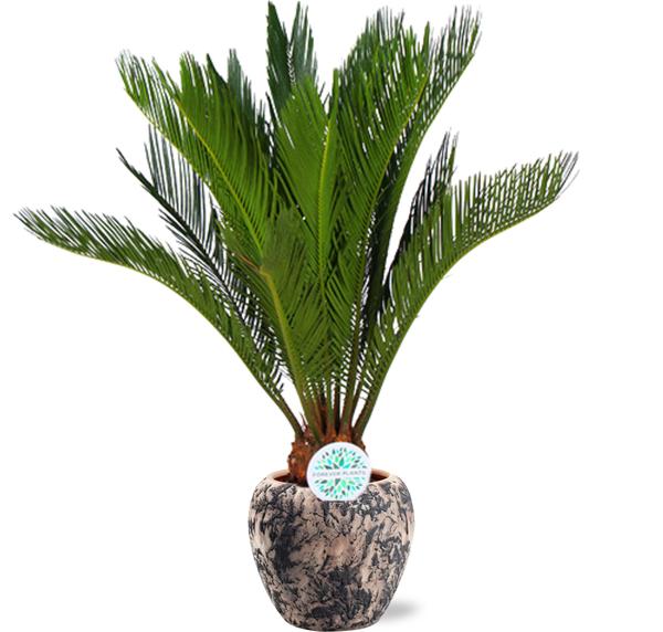 Cycas Revoluta - Ø17cm - ↕70cm + Doug Pot D18x16cm - Zwart Beige