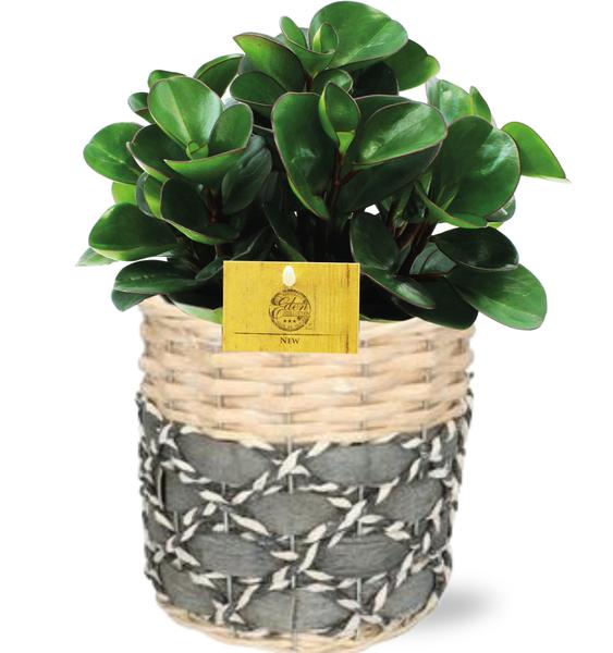 Peperomia Burning Bush - Ø15cm - ↕25cm + Lexi Pot D17x17cm - Grijs