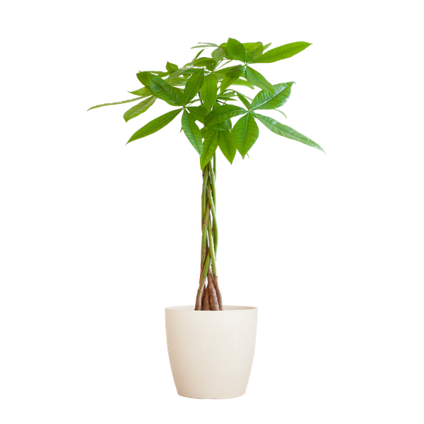 Pachira Aquatica met Viber wit - 80cm - Ø21