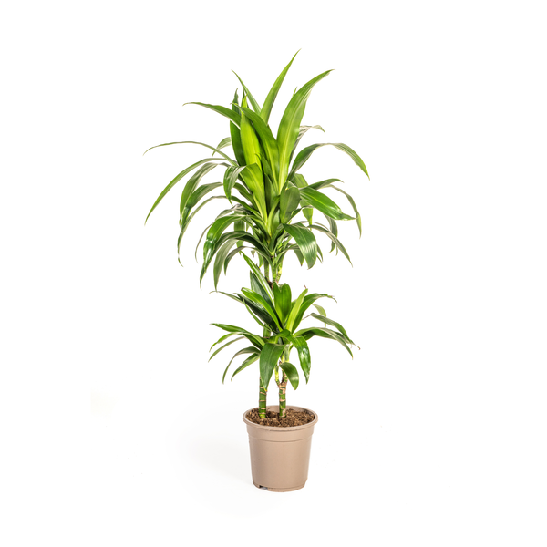 Dracaena Deremensis Lisa Ø19cm - ↕70 - 90cm