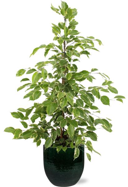 Ficus benjamina Goldenking - Ø21cm - ↕95cm + Jolin Pot D24x23cm - Groen