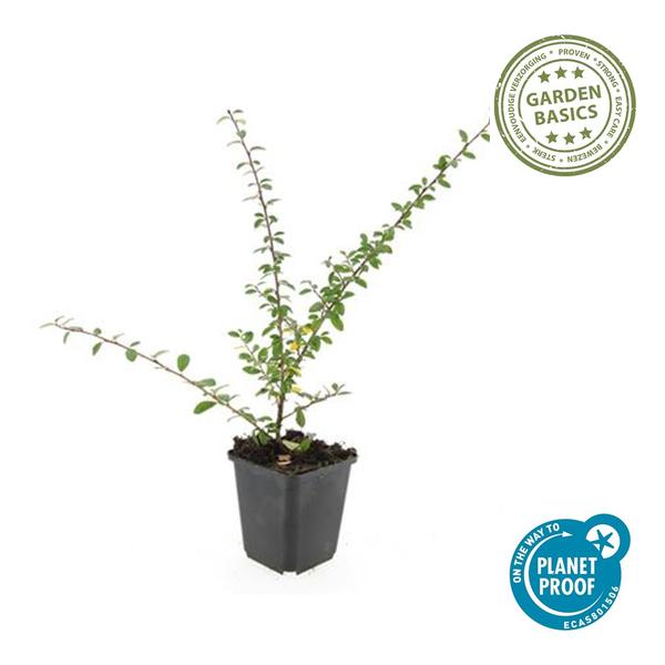 12x Cotoneaster suec. 'Coral Beauty' - ↕10-25cm - Ø9cm