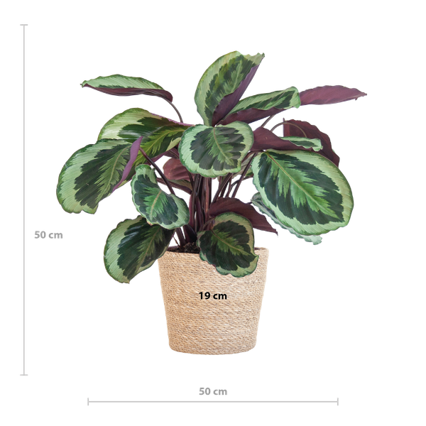 Calathea Medaillon met Sofia mand naturel - 65cm - Ø19