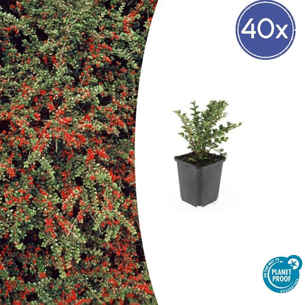 40x Cotoneaster horizontalis - ↕10-25cm - Ø9cm