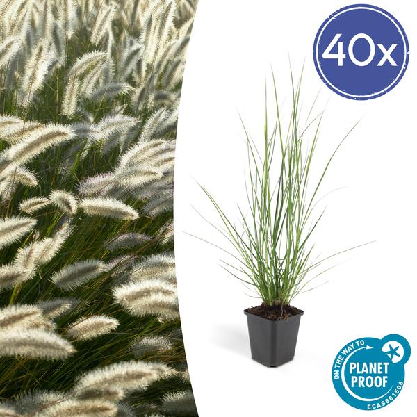 40x Pennisetum alopecuroides 'Hameln' - ↕10-25cm - Ø9cm