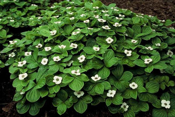 40x Cornus canadensis - ↕10-25cm - Ø9cm