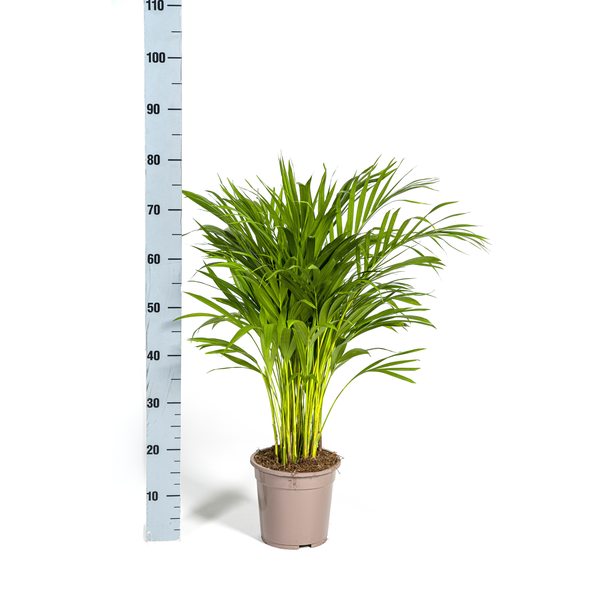 Dypsis Areca Lutescens Ø19cm - ↕80 - 100cm