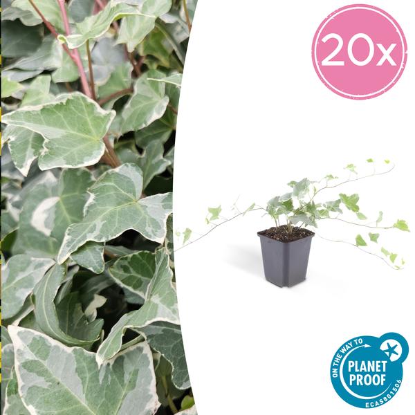 20x Hedera helix 'Glacier' - ↕10-25cm - Ø9cm