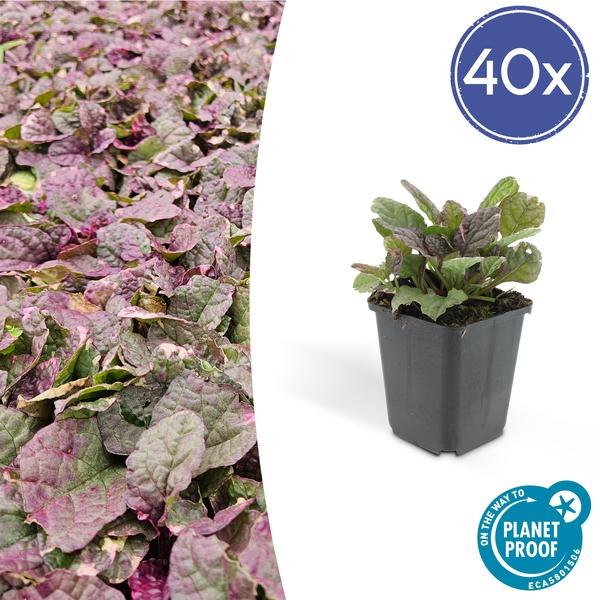 40x Ajuga reptans 'Burgundy Glow' - ↕10-25cm - Ø9cm