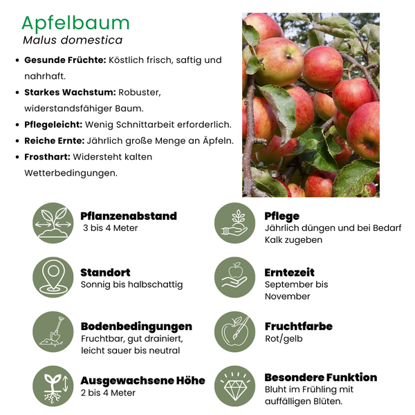 Biologische Appelboom Malus - 1 x Ø 20 cm - ↨ 60 cm