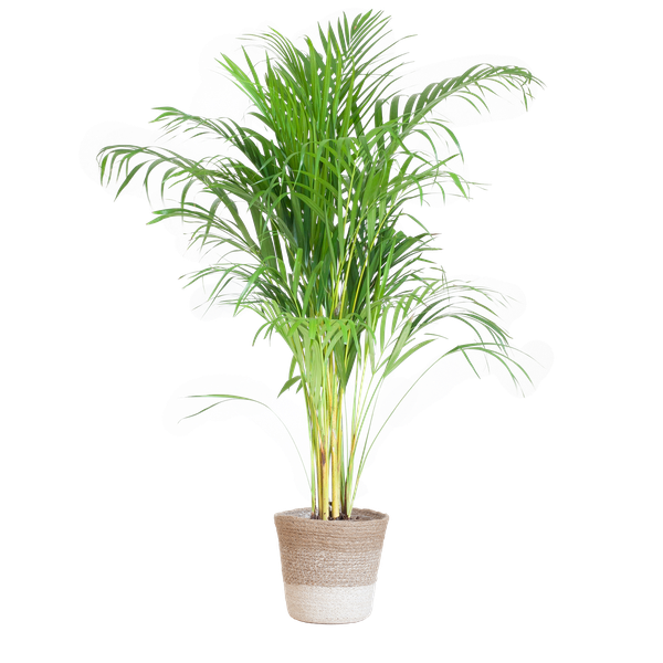 Areca Palm (Dypsis) met Lissabon mand wit - 100cm - Ø21