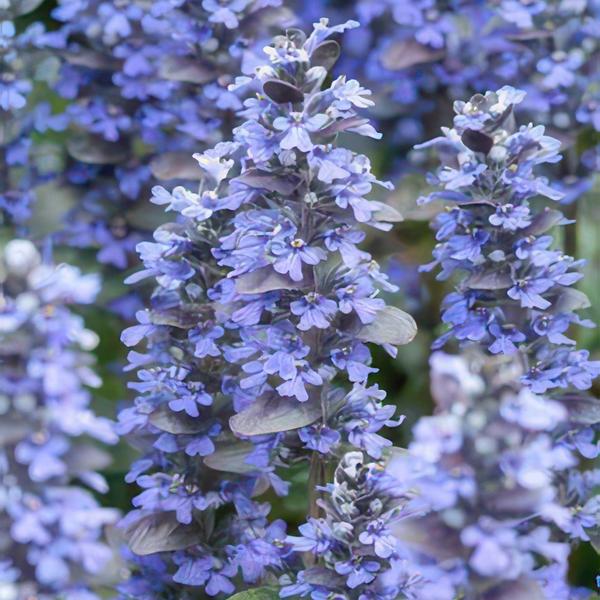 20x Ajuga reptans 'Burgundy Glow' - ↕10-25cm - Ø9cm