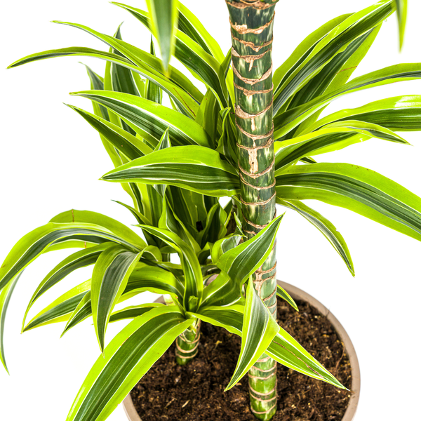 Dracaena Deremensis Lemon Lime Ø21cm - ↕90 - 110cm