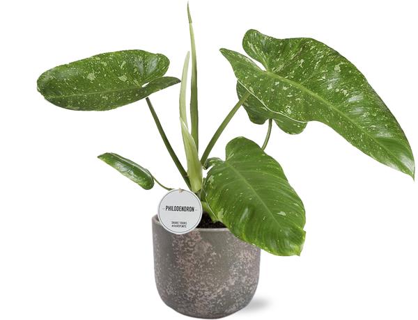 Philodendron Jose Buono - Ø15cm - ↕45cm + Natan Pot D17x15cm - Grijs