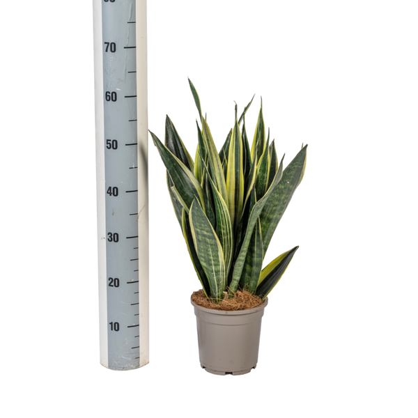 Sansevieria Trifasciata Canary Ø17cm - ↕45 - 55cm