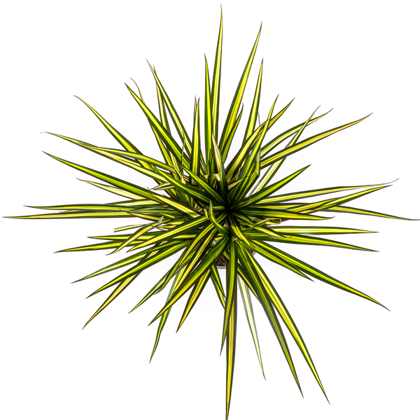 Dracaena Marginata Sunray Ø17cm - ↕60 - 80cm