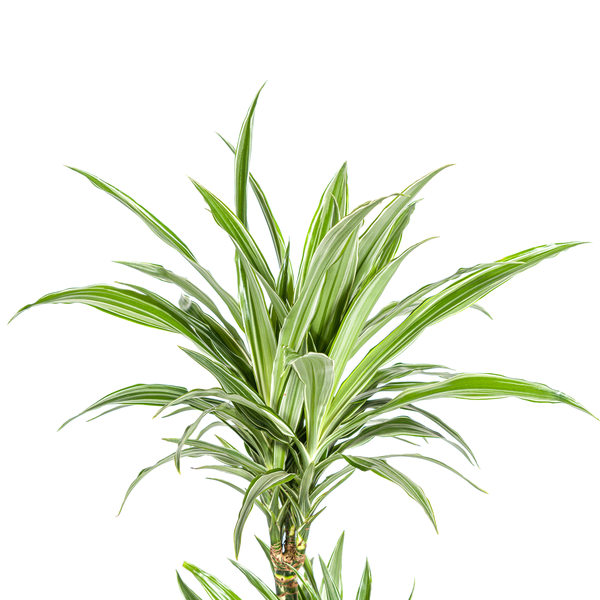 Dracaena Deremensis White Stripe Ø19cm - ↕70 - 90cm