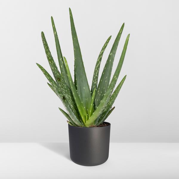 Aloe vera - Ø12cm - ↕40cm - Ø12 - ↨40cm