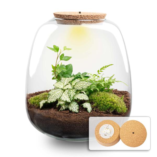 Plant terrarium - Emma - DIY kit - ↑ 25 cm - Ø 23 cm - Fittonia White Tiger + LED