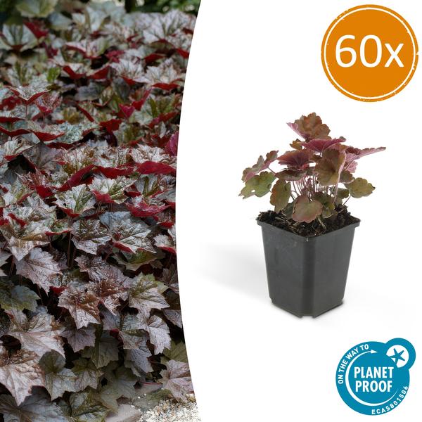 60x Heuchera mic. 'Palace Purple' - ↕10-25cm - Ø9cm