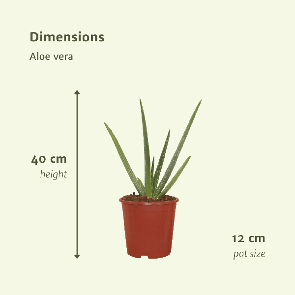 2x Aloe vera - Succulent - 40cm - ø12