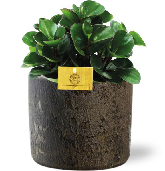 Peperomia Burning Bush - Ø15cm - ↕25cm + Maas Pot D16x14cm - Bruin