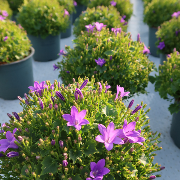 2x Campanula Addenda Ambella Intense purple in Malaga sierpotten - potmaat 12cm - vaste plant - winterhard