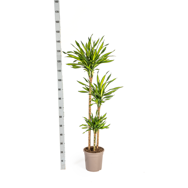 Dracaena Deremensis Rikki Ø24cm - ↕130 - 150cm