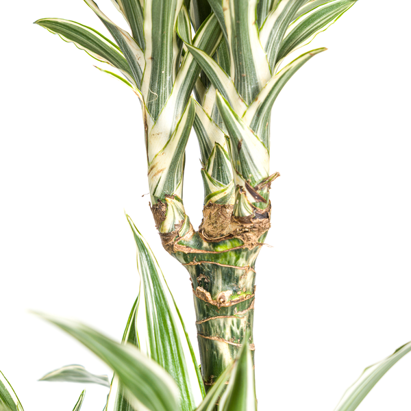 Dracaena Deremensis White Stripe Ø24cm - ↕130 - 150cm