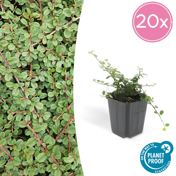 20x Cotoneaster pr. 'Queen of Carpets' - ↕10-25cm - Ø9cm