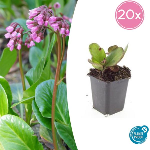 20x Bergenia cordifolia 'Herbstblüte'  - ↕10-25cm - Ø9cm